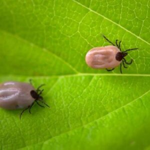 tique type ixodes ricinus chez le chien