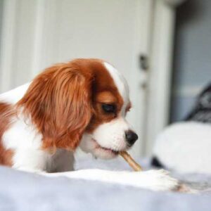 particularités de l'alimentation du cavalier king charles