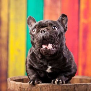 particularités du bouledogue français ayant un impact sur son alimentation