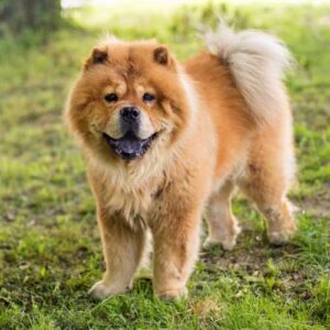 particularités du chow chow ayant un impact sur son alimentation