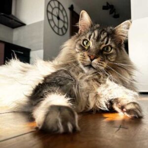 particularités morphologiques et métaboliques du maine coon ayant un impact sur son alimentation