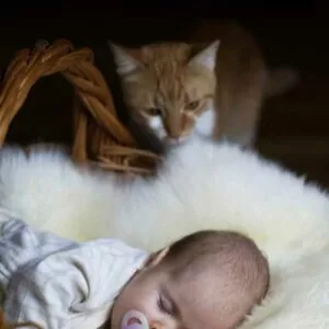 ne pas laisser son chat avec bébé sans surveillance