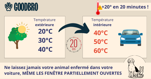 ne pas laisser un chien dans la voiture : risque de coup de chaleur