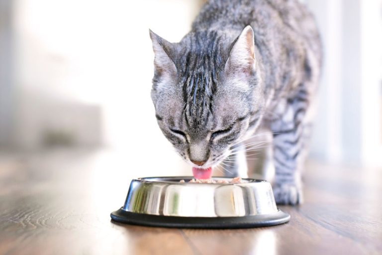 patee et croquettes pour chat