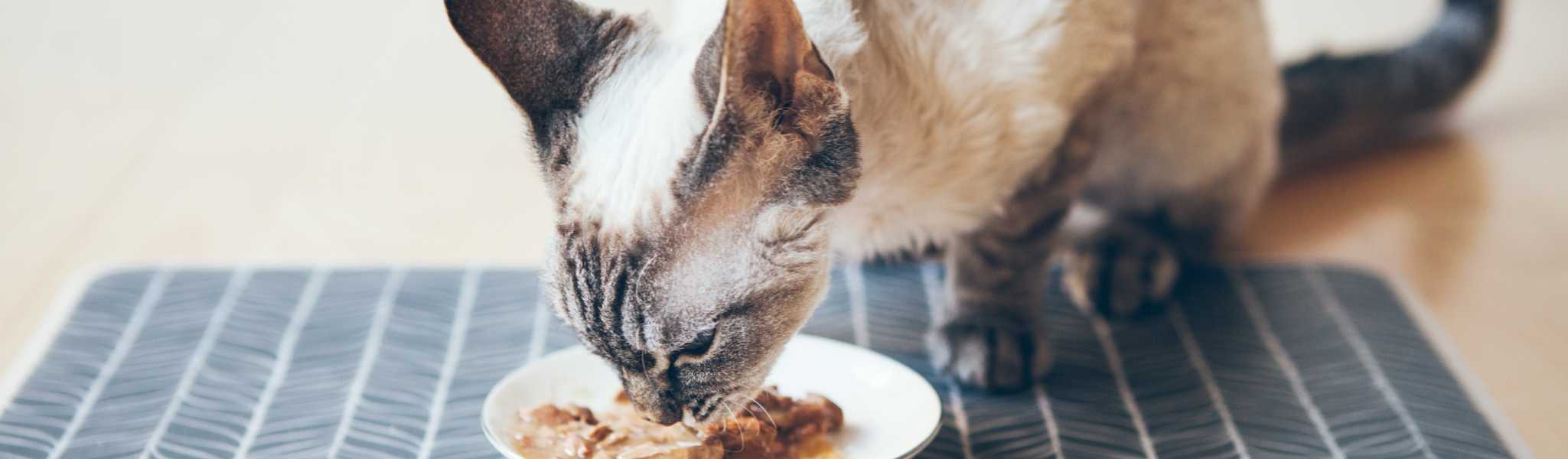 Quelle est la pâtée idéale pour les chats et les chatons ?