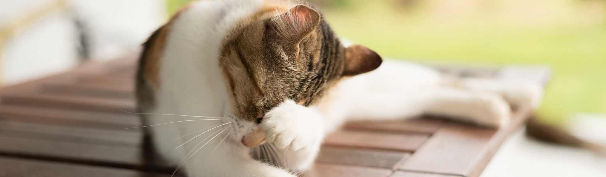 Pelade Du Chat Qu Est Ce Que C Est Comment Traiter