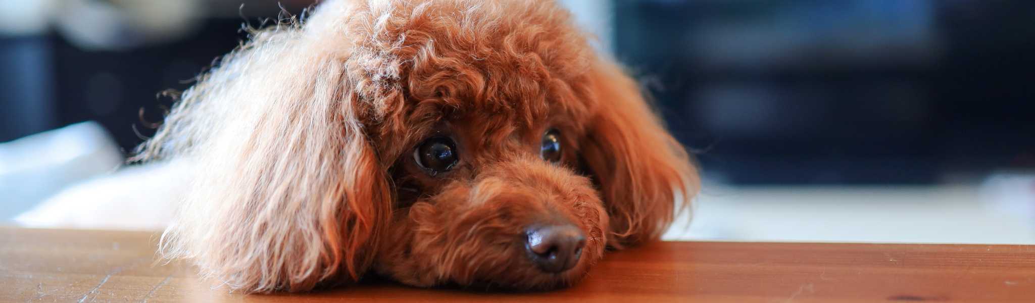 La persistance du canal artériel chez le chien