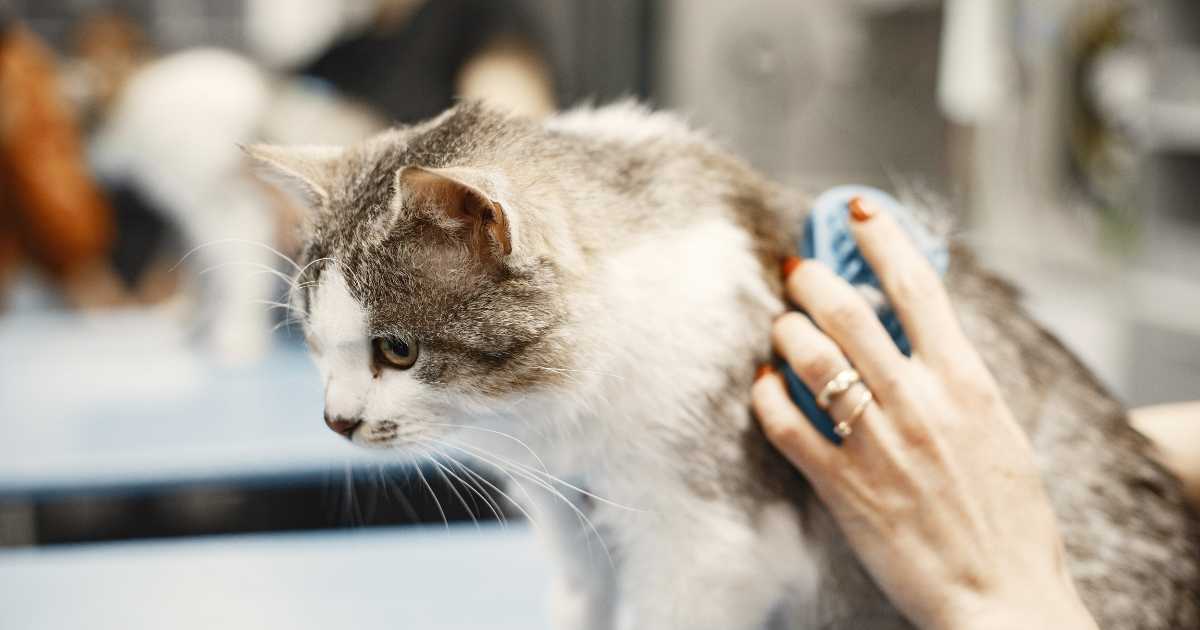 Mon chat perd ses poils ! Pourquoi ? Que puisje faire pour empêcher ça