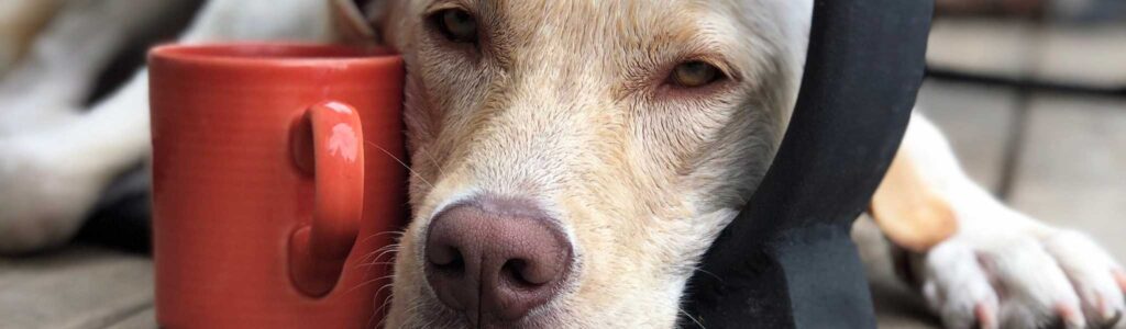 peut on donner des probiotiques humain à son chien ?
