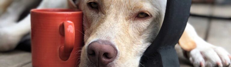 peut on donner des probiotiques humain à son chien ?
