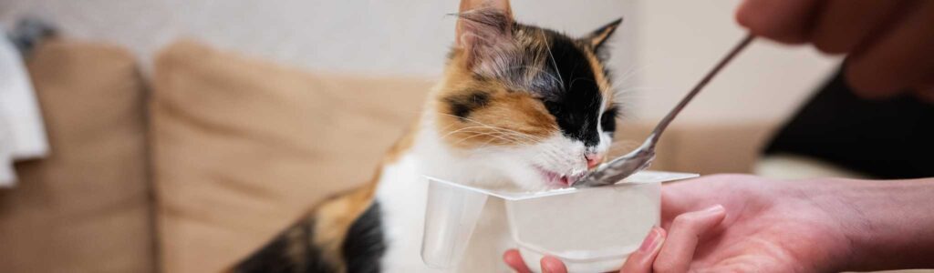 Peut-on donner du yaourt à un chat ?