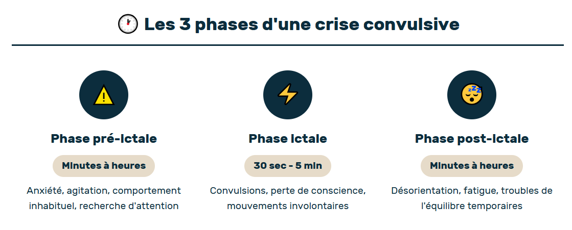 les phases des crises convulsives du chien