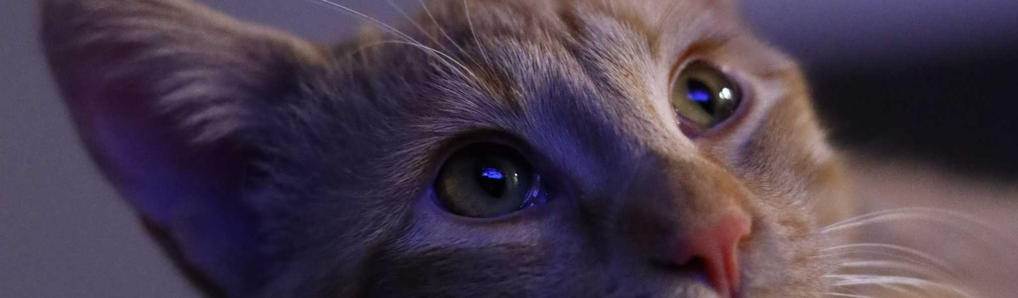 Tout savoir sur les phéromones de chat pour une utilisation optimale au quotidien