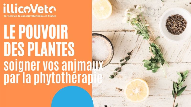 La phytothérapie pour soigner vos animaux