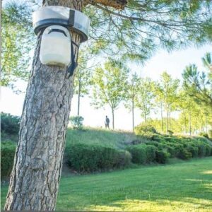 pièges dans un arbre contre les chenilles processionnaires