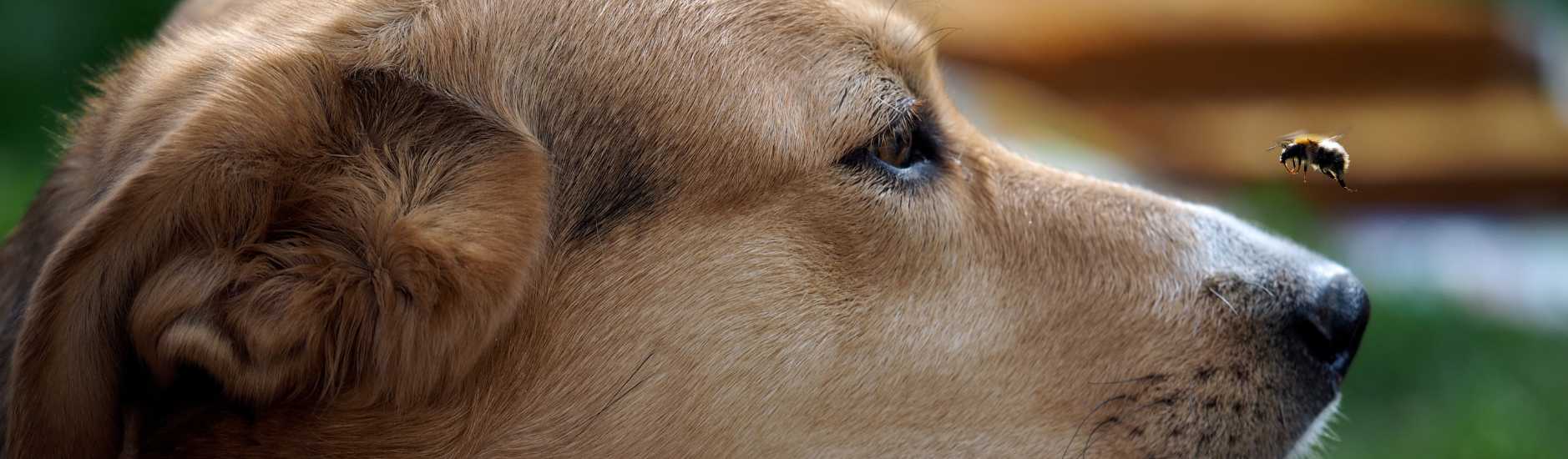 Piqûre de guêpe / abeille chez le chien Que faire