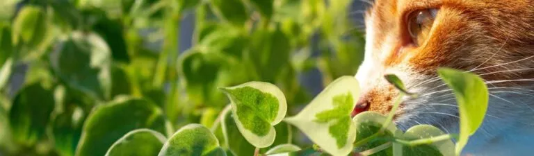 plantes toxiques chats attention