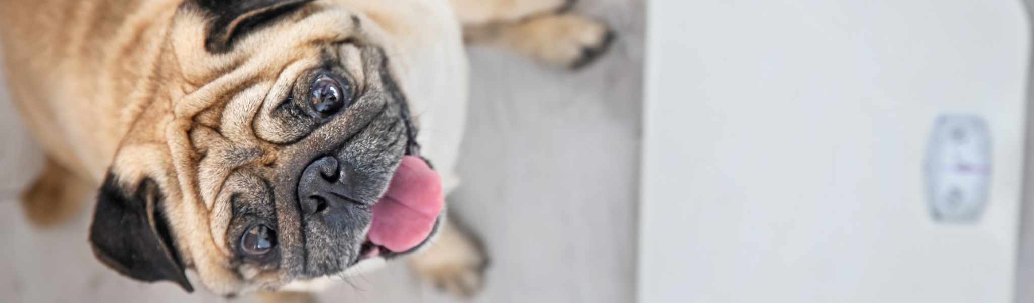 Quel est le poids idéal pour mon chien ?
