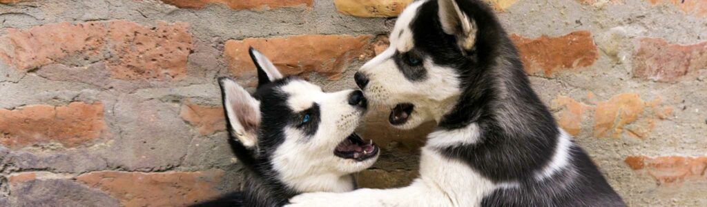 prénoms et noms de chien commençant par la lettre V pour l'année 2024