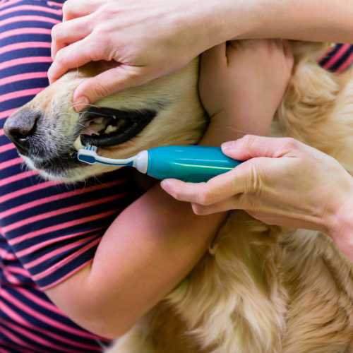 prévenir la formation de tartre grâce au brossage dentaire chez le chien