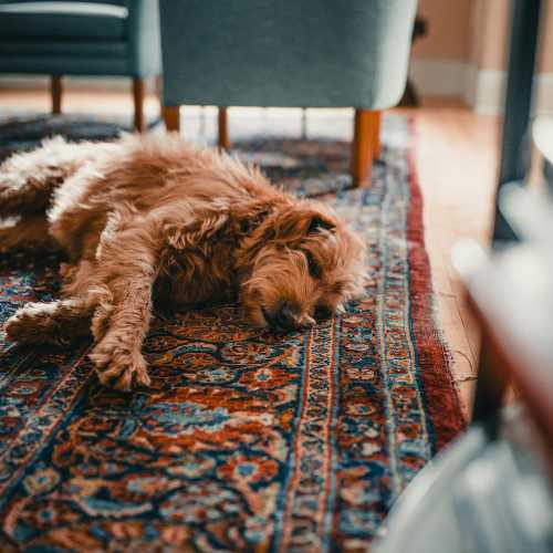 Prise en charge intoxication alimentaire chien