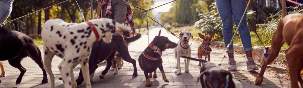 promenade chien heureux