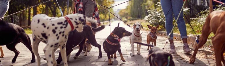 promenade chien heureux