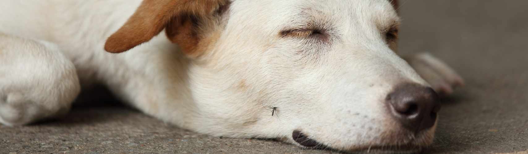 Comment protéger son chien contre les moustiques ?