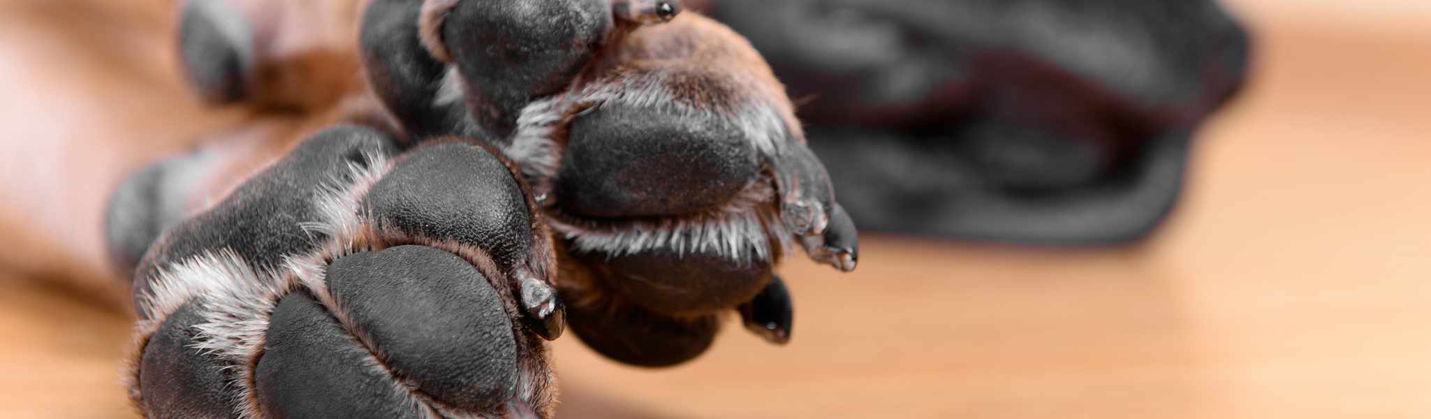 Coussinets abîmés chez le chien : Que faire ?