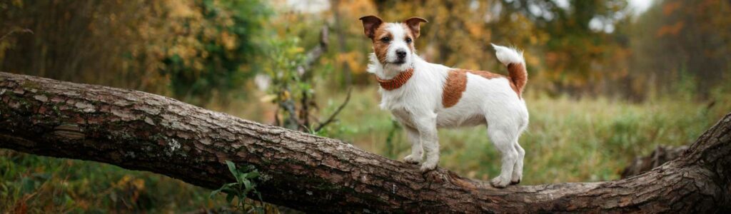 protéger son chien contre les phlébotomes