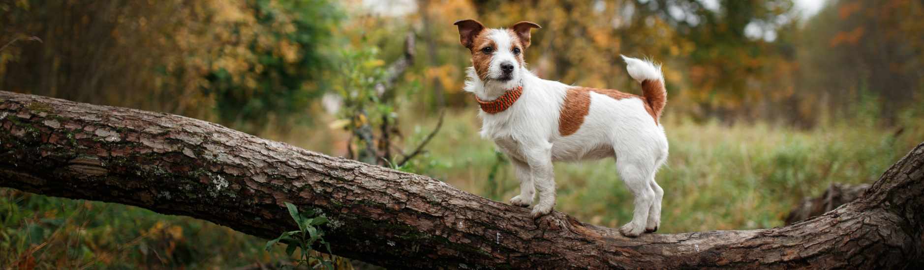Quels risques pour mon chien en cas de piqûre par un phlébotome ?
