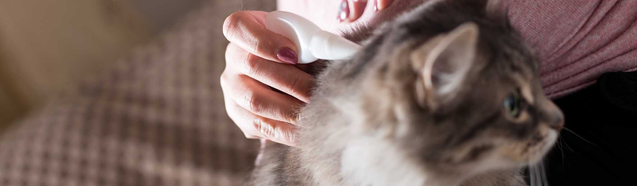 Puce chez le chat : comment les détecter et les traiter