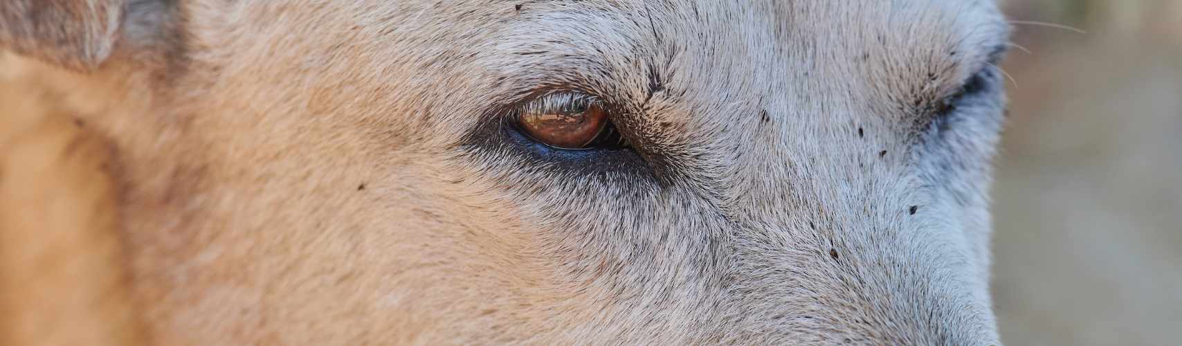 Puces chez le chien : détection, prévention et traitement