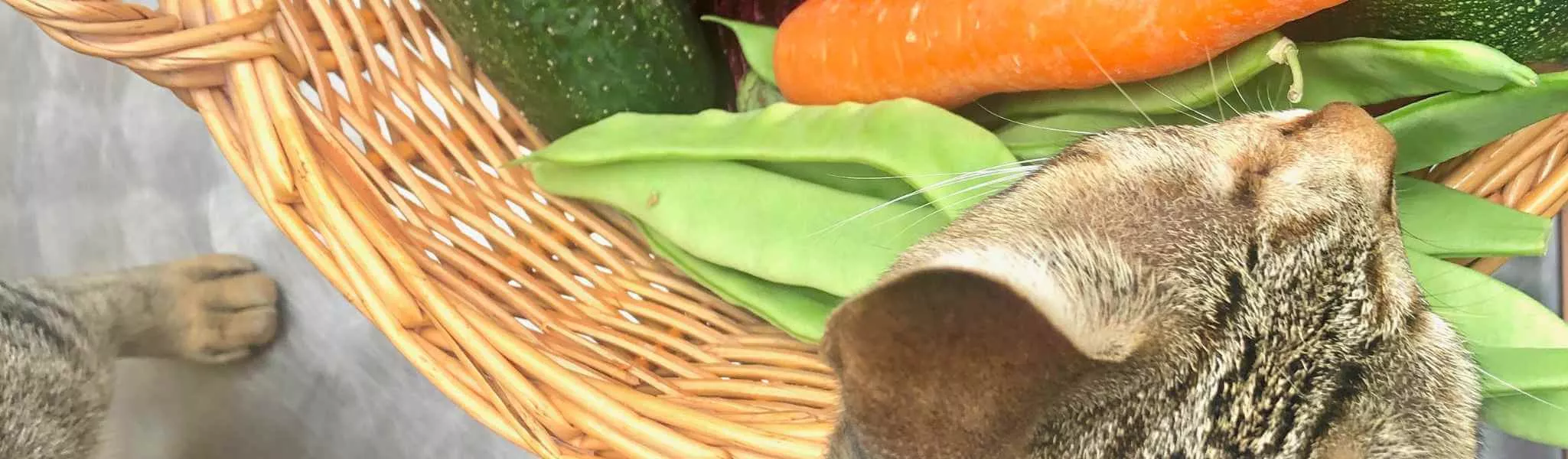 Boite patée sans céréales CHICKEN WOLFOOD - Nourriture humide pour