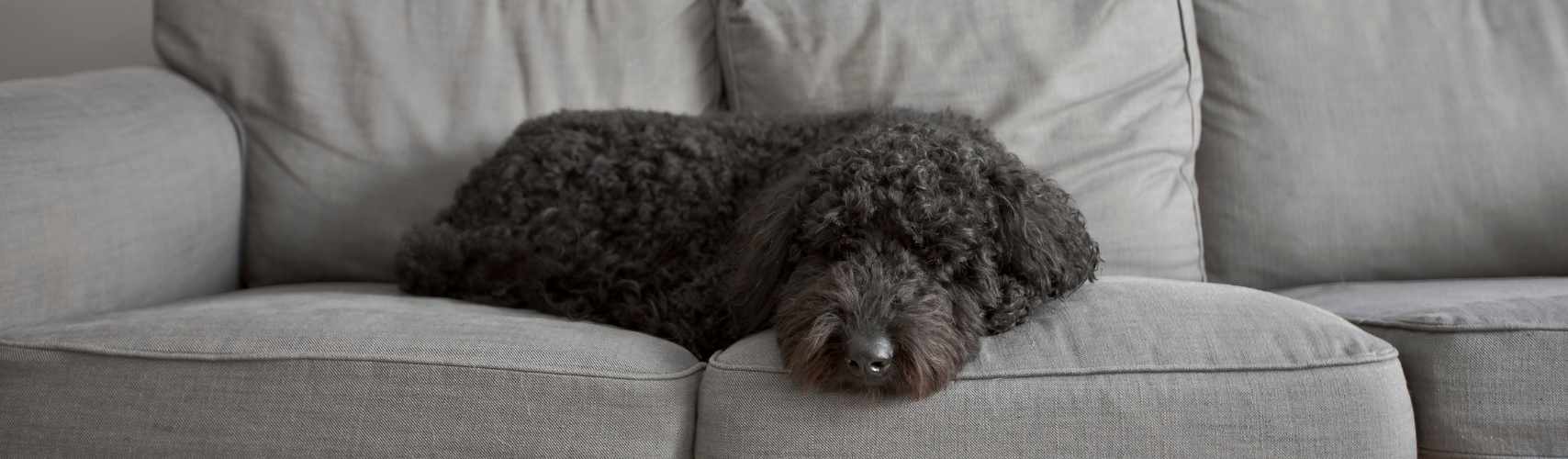 Le pyomètre chez la chienne : qu’est-ce que c’est ?