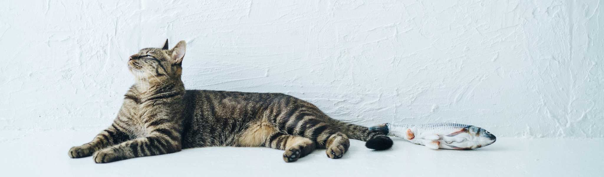 5 situations où il est intéressant de donner de l’huile de poisson à votre chat