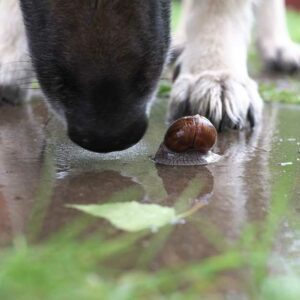 quand vermifuger son chien