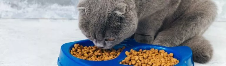 quantité de croquettes à donner à son chat