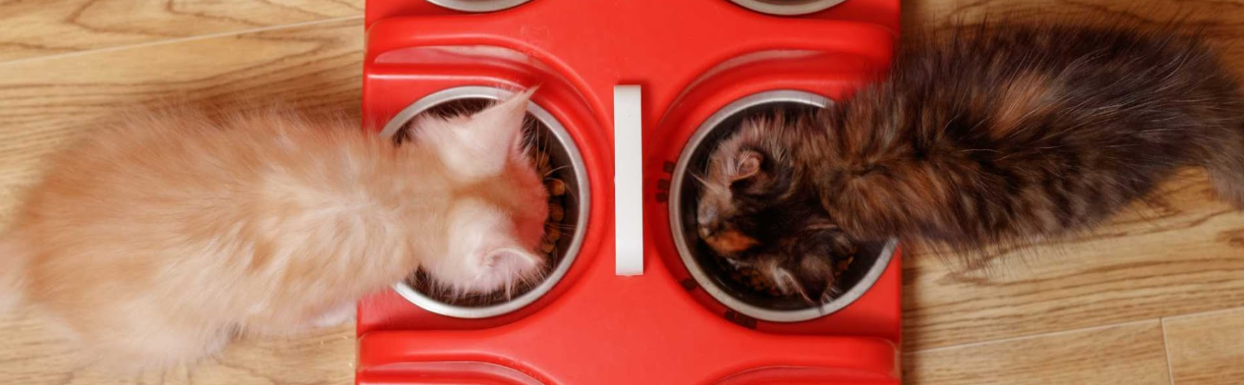 Quelle quantité de croquettes faut-il donner à un chaton ?