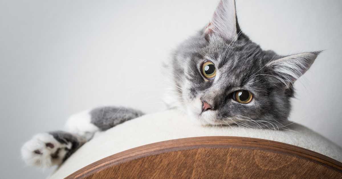 Comment débarrasser votre chat des puces ?