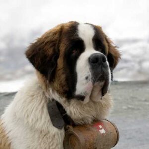 quelle est la meilleure alimentation pour un saint bernard