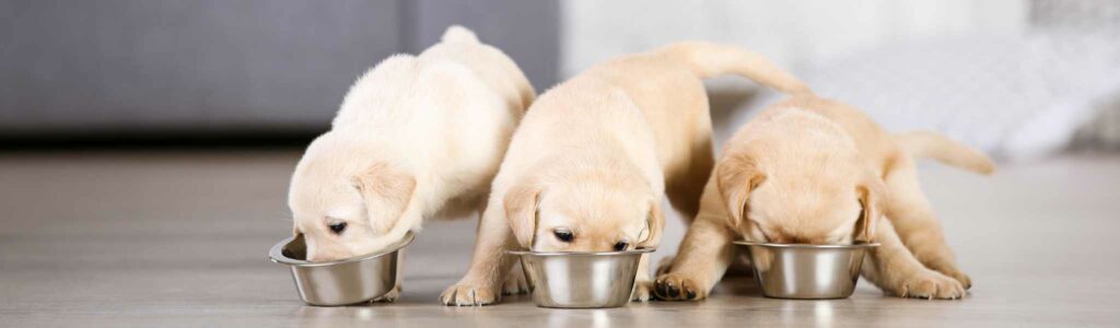 quelle quantité de croquettes pour un chiot ?