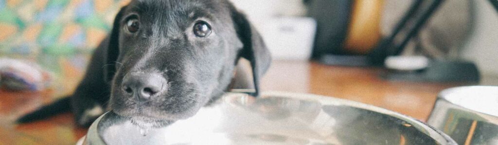 quelle quantité d'eau par jour pour un chiot ?