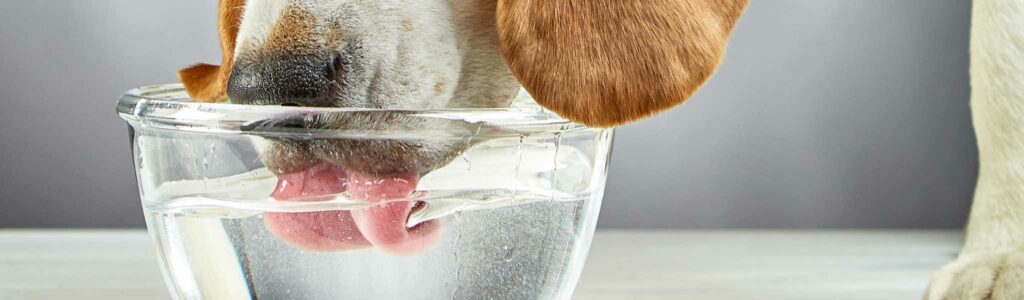 quelle quantité d'eau pour un chien