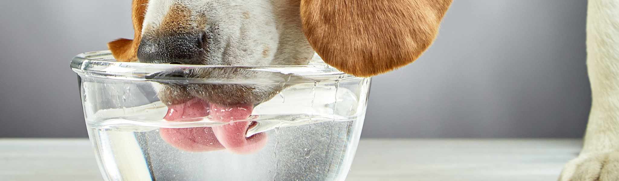 Quelle quantité d’eau dois-je donner à mon chien ?