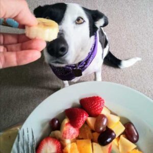 Quels fruits sont dangereux pour les chiens ?