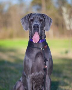 rade de chien : dogue allemand