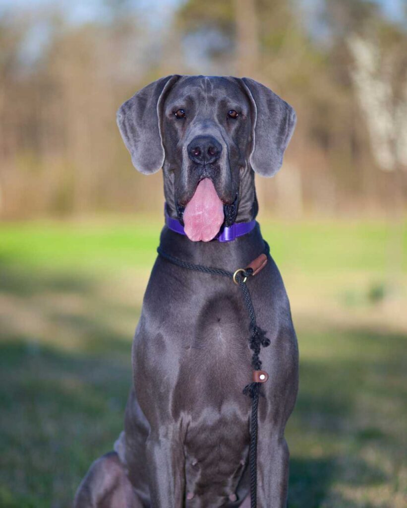 rade de chien : dogue allemand