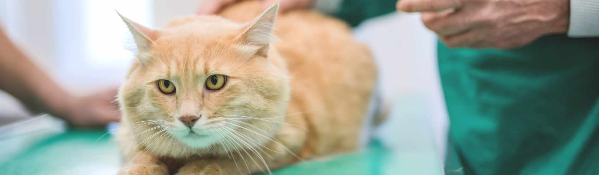 Calendrier De Vaccinations Du Chats Bien Le Respecter