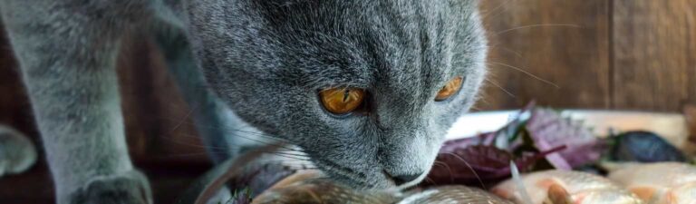 ration ménagère chat